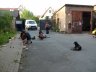 sommerfest08_02.jpg - 