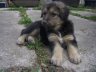 imgp0415.jpg - 