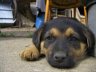 imgp0439.jpg - 