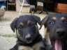 imgp0446.jpg - 