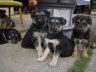 imgp0463.jpg - 